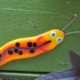 Oregon Slugs and Bugs
